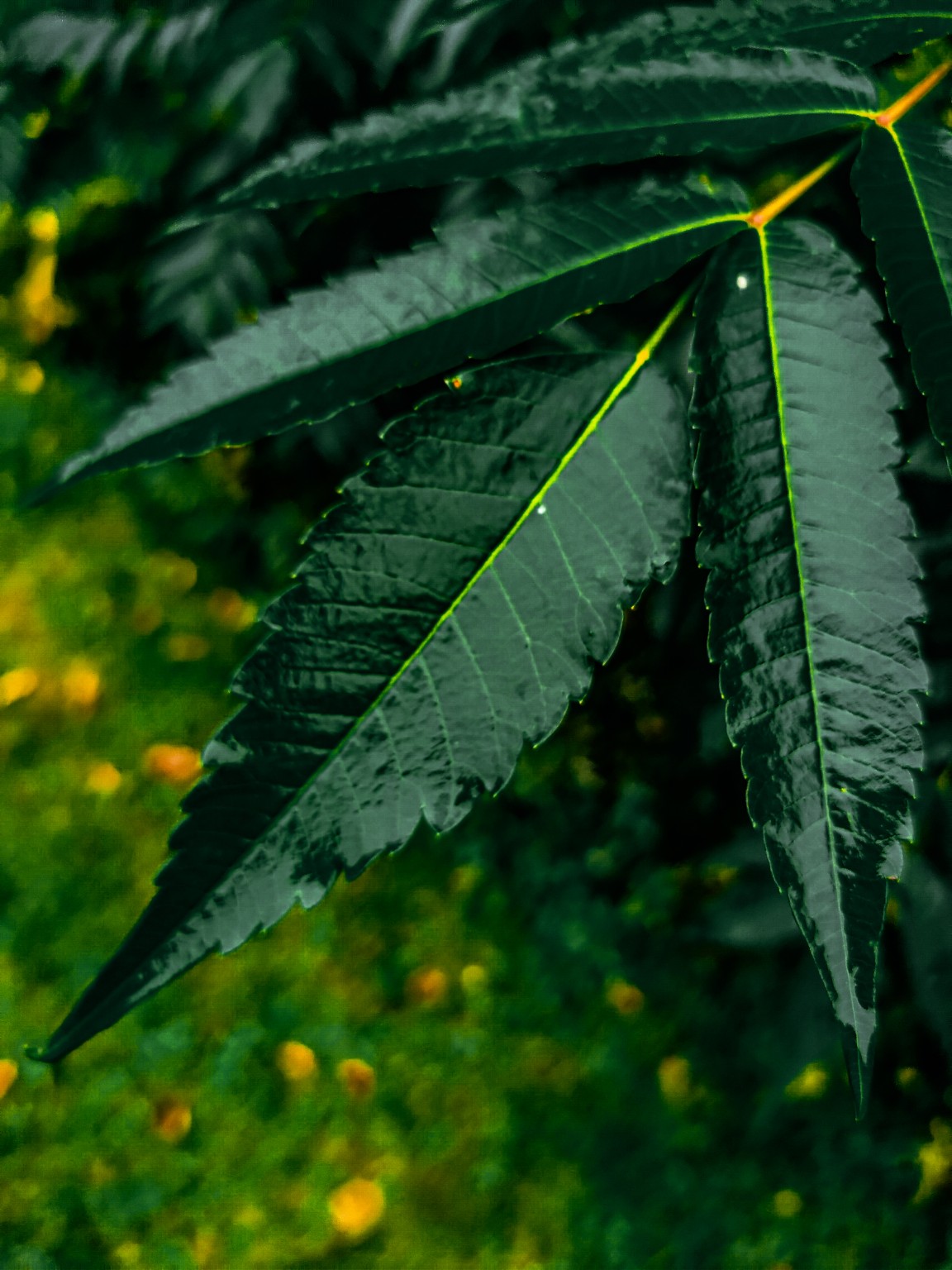 Close-up of deep green leaves