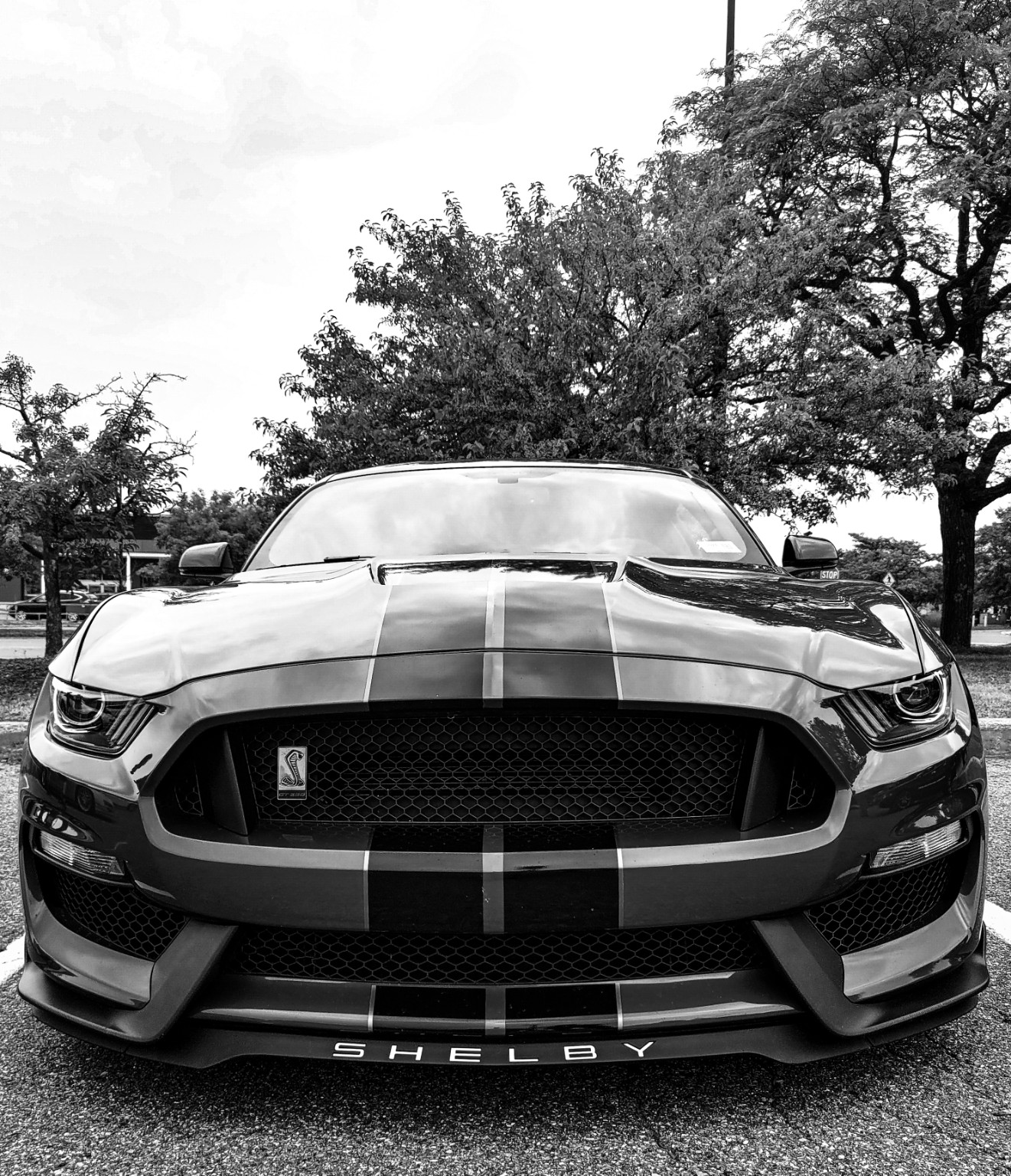 Black-and-white front view of a Shelby Mustang